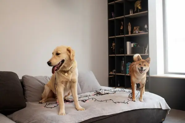 how-to-choose-the-right-sofa-cover-for-your-needs