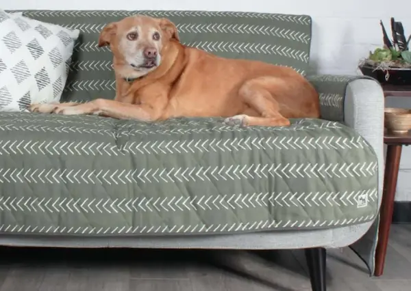 molly-mutt