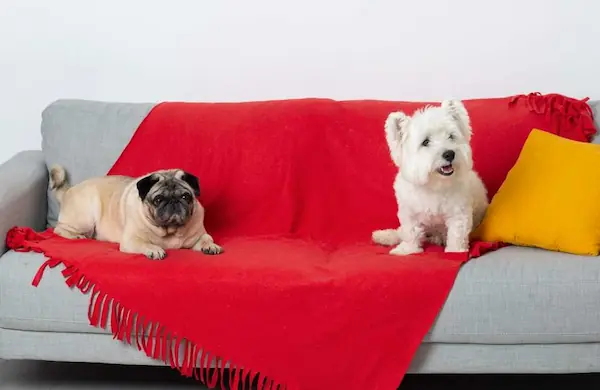 why-you-need-pet-friendly-couch-covers