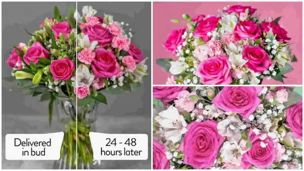 pink-blossom