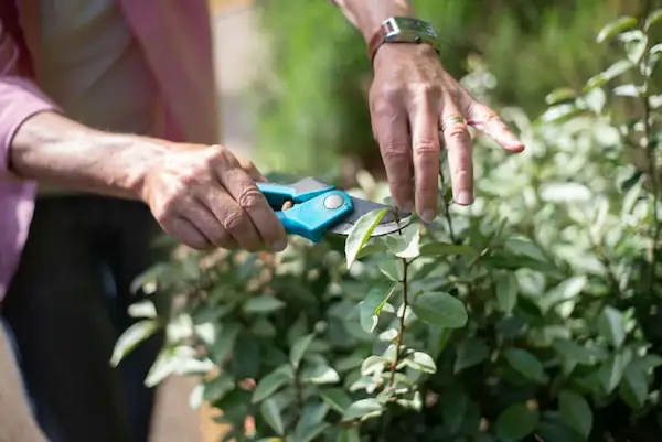 practical-guidance-for-every-gardener